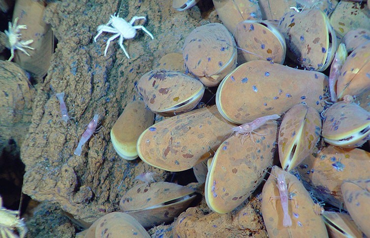 Deep Sea crabs
